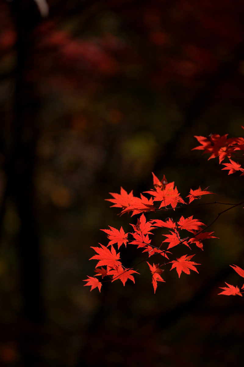 ʯӷҶF2.8S1/3200ISO100200ģʽM