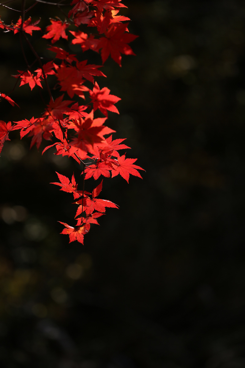 ʯӷҶF3.5S1/1250ISO100182mmģʽAV