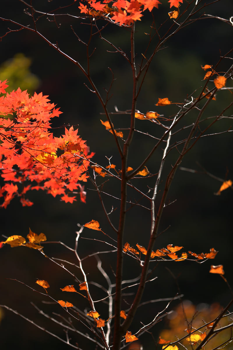 ʯӷҶF2.8S1/1000ISO100168mmģʽM