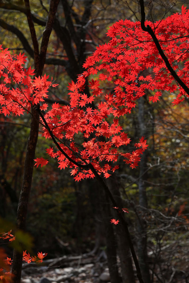 ʯӷҶF5.6S1/250ISO100180mmģʽAV