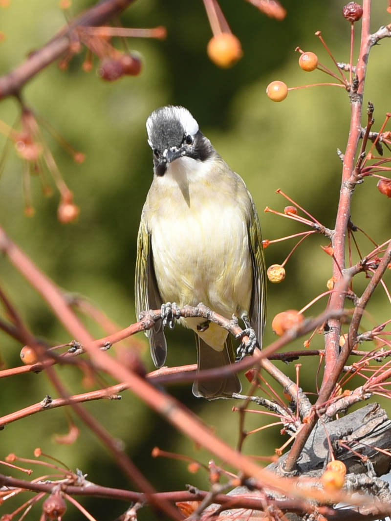 DSC_2384.jpg