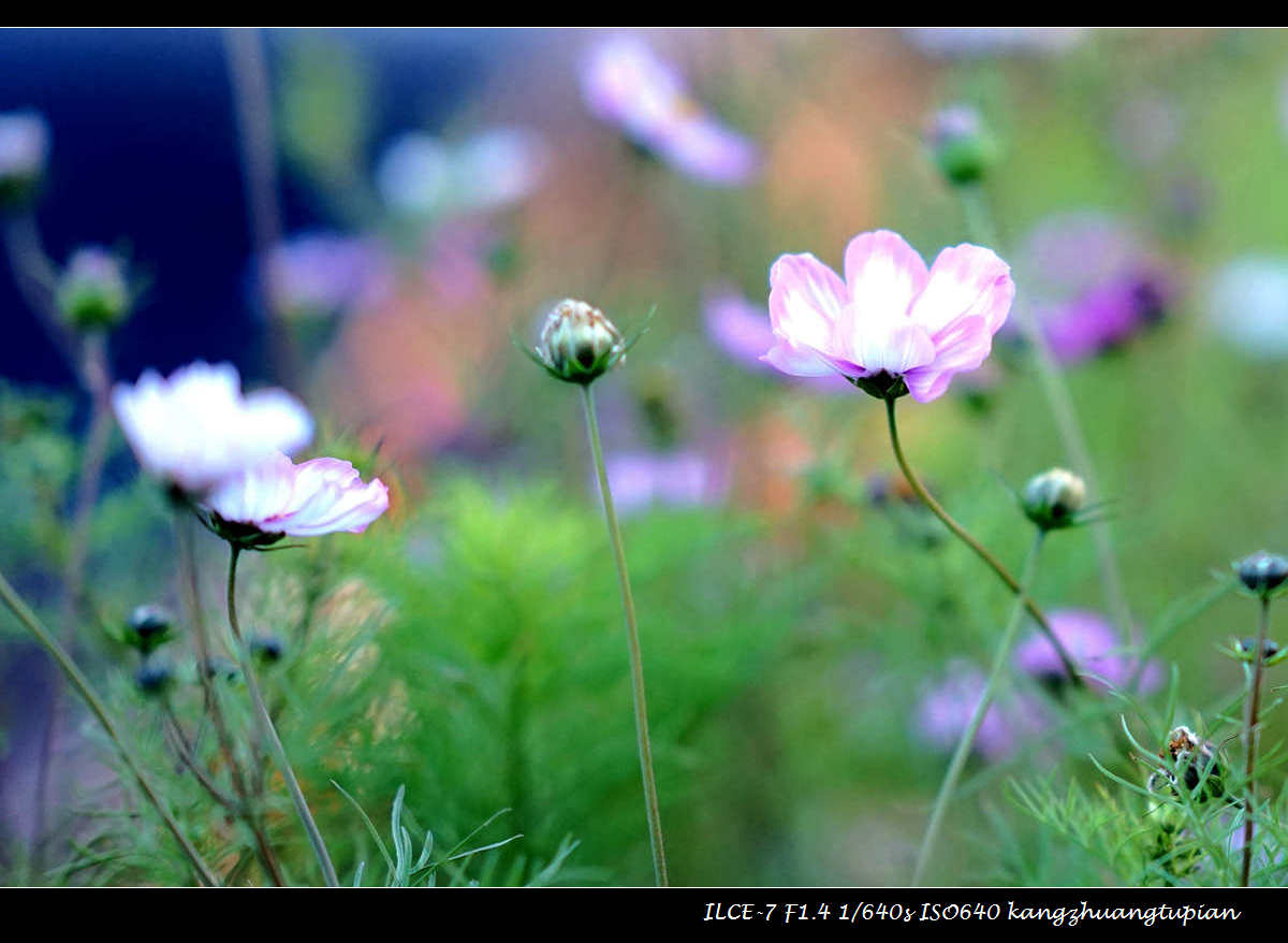 DSC06037_����.jpg