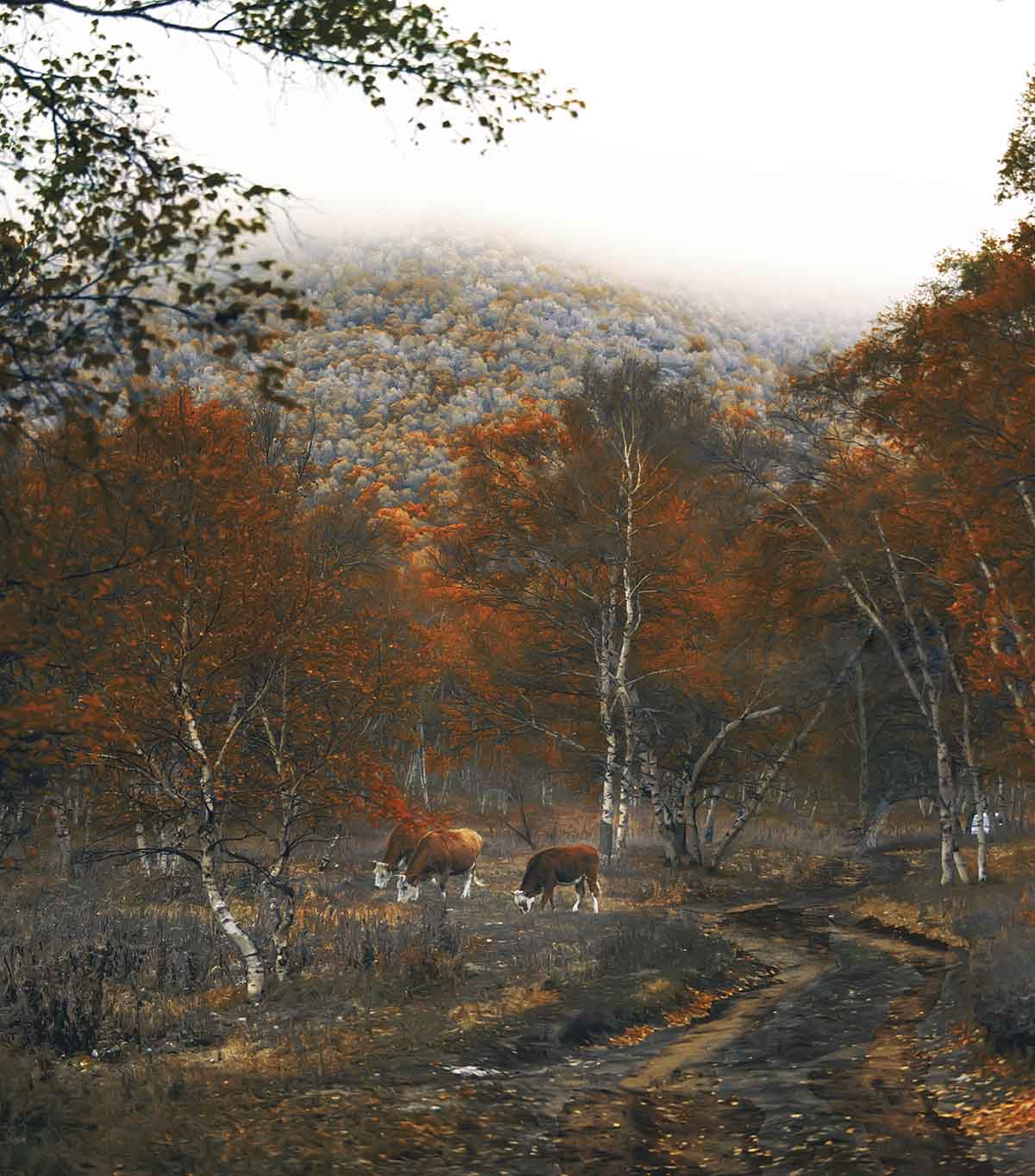 ȥ