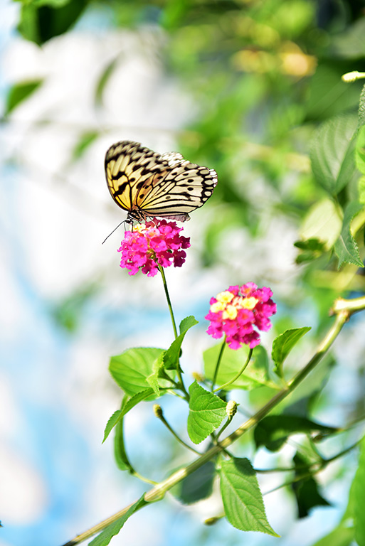 DSC_5071.JPG