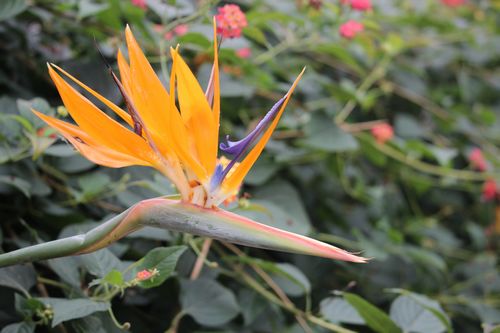 IMG_4597  2.jpg