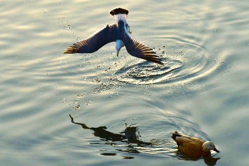 _DSC2583_o,.jpg2.jpg