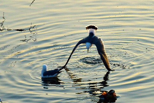 _DSC2557_o,.jpg2.jpg