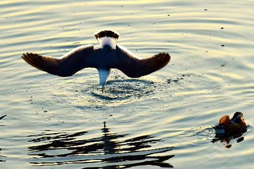 _DSC2562_o,.jpg2.jpg