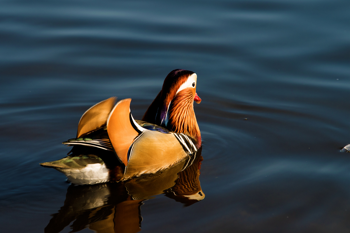 _DSC5266_.jpg