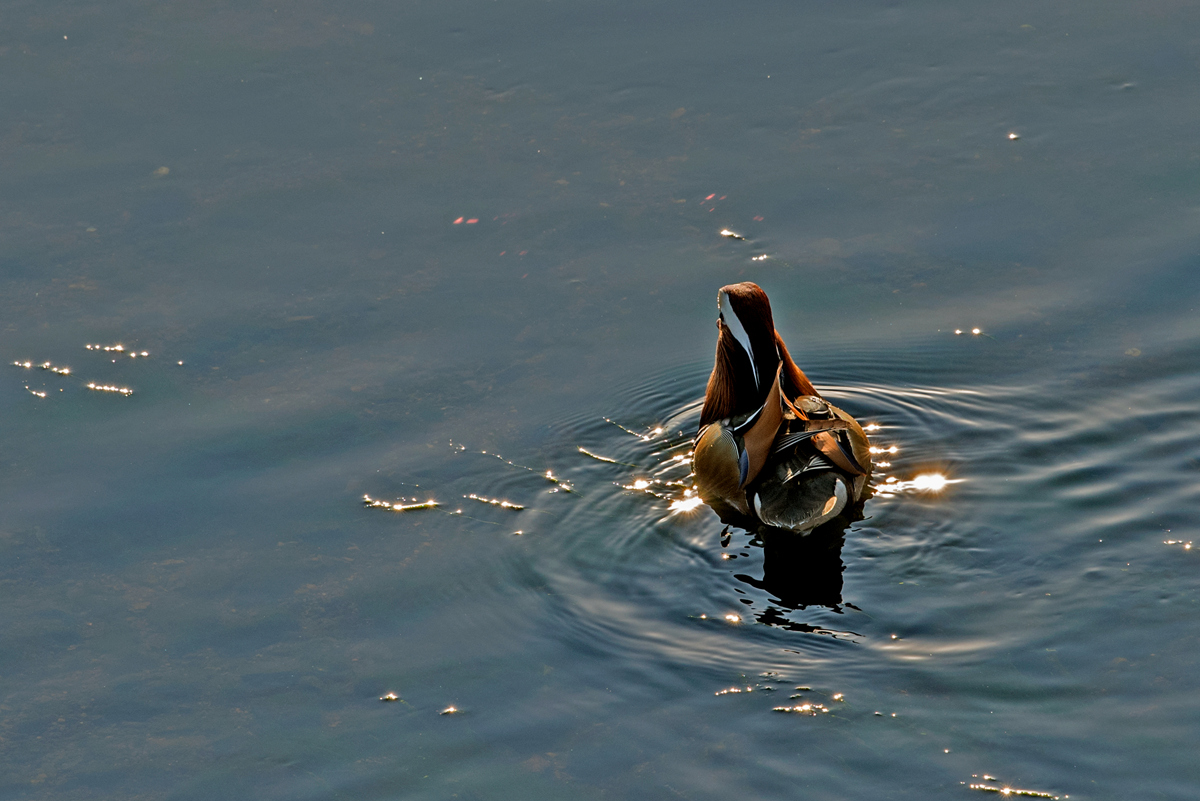 _DSC6595_.jpg