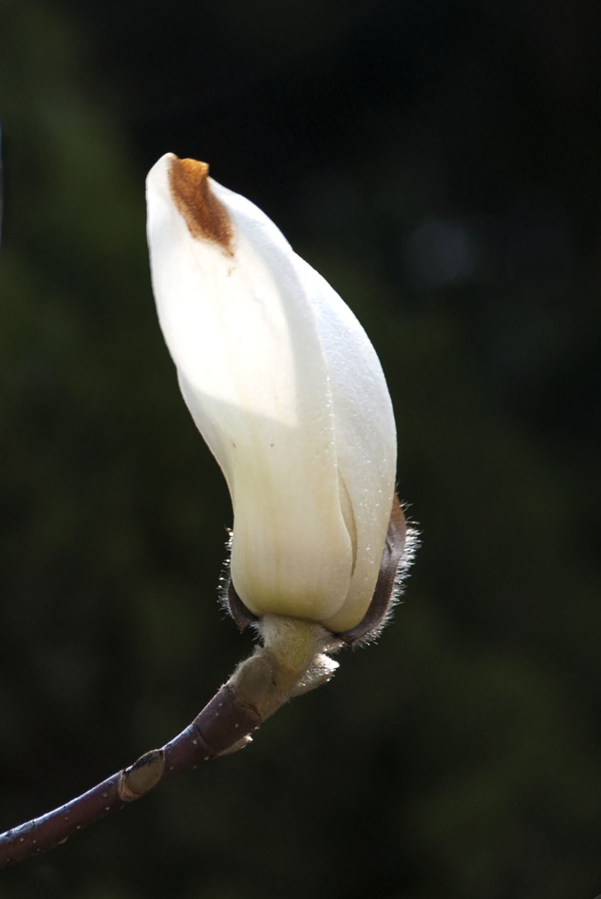DSC_8886.jpg