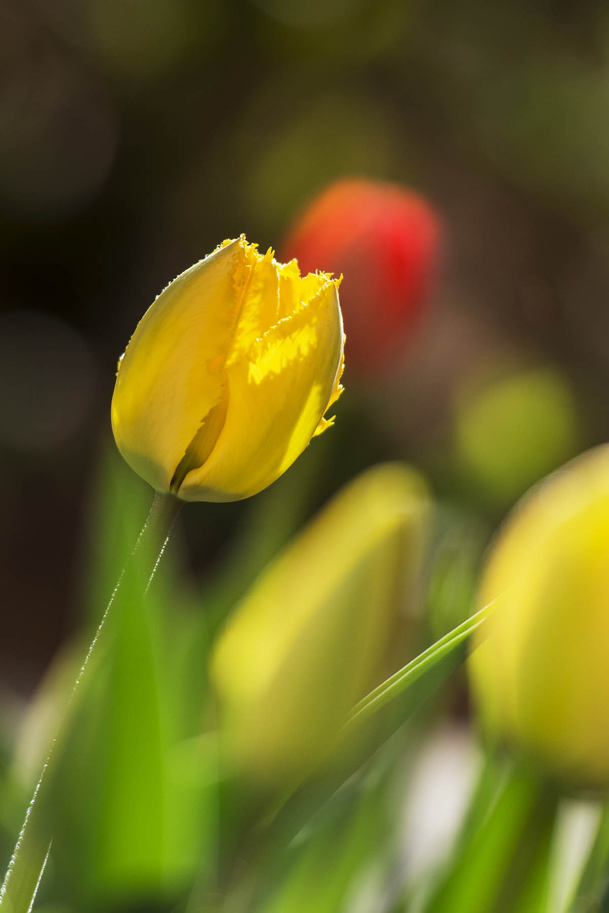 DSC_9681.jpg