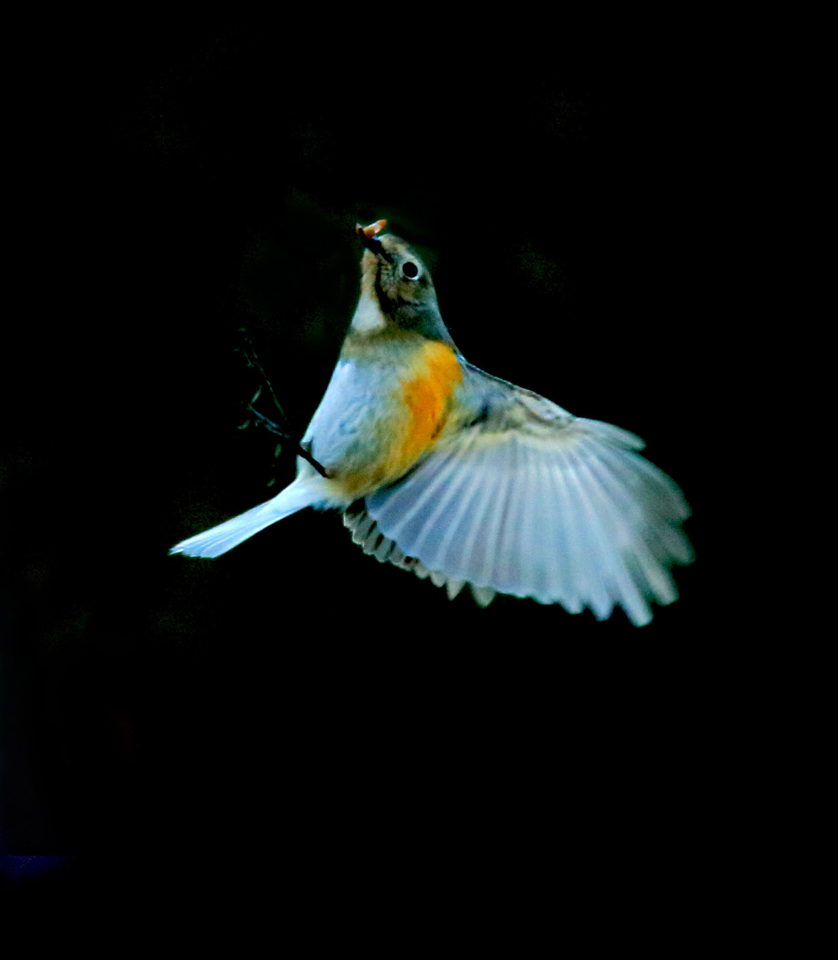 aa_F3P4056.jpg