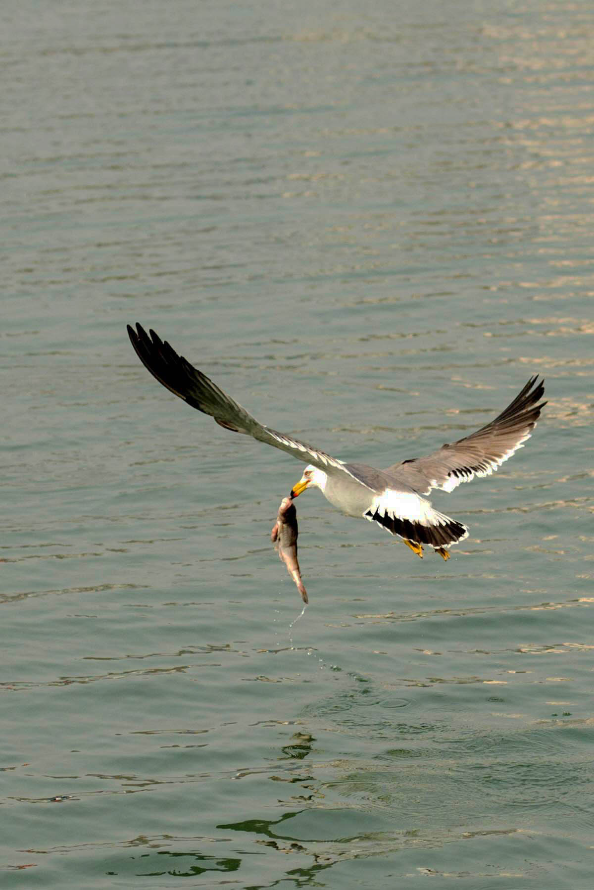 DSC_0038.jpg