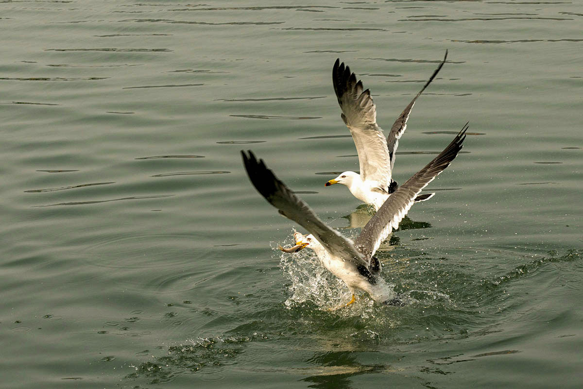 DSC_9951.jpg
