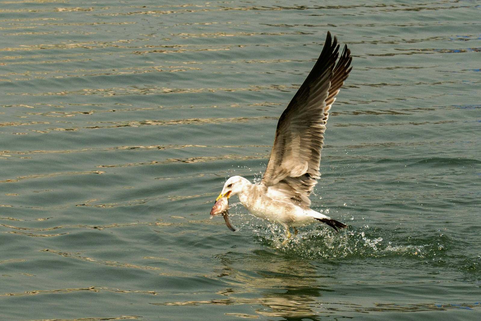 DSC_9991.jpg