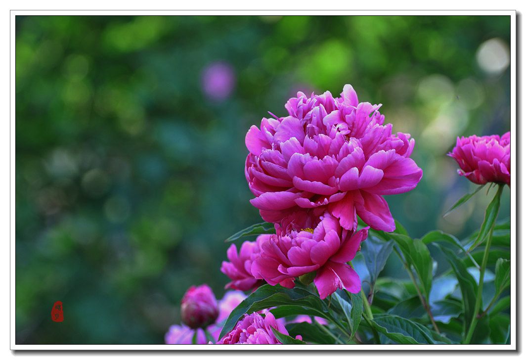 DSC_0967.jpg
