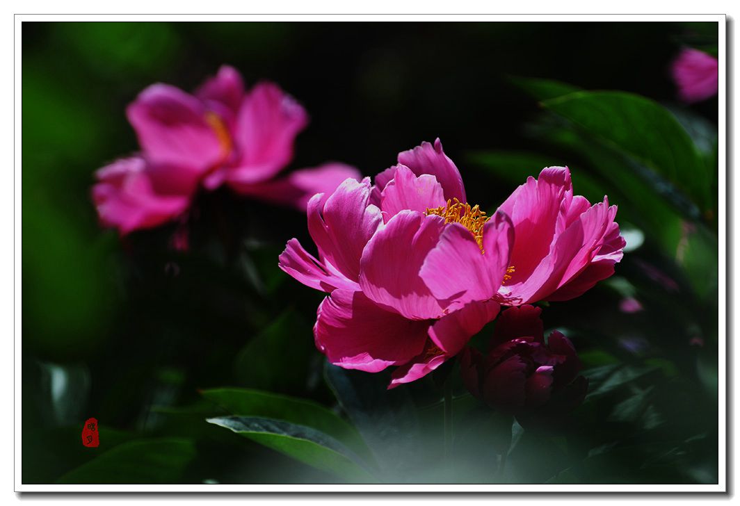 DSC_0976.jpg