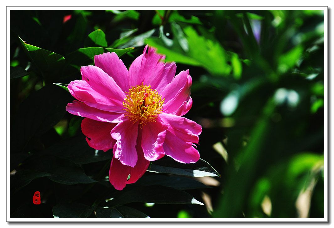 DSC_0980.jpg