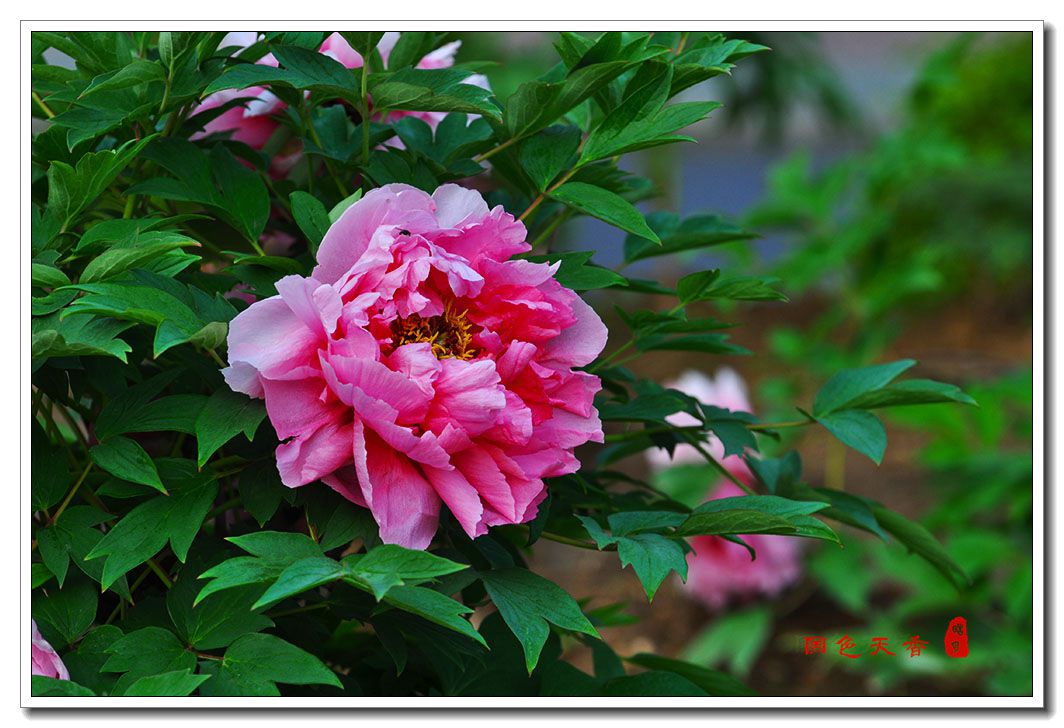DSC_0592.jpg