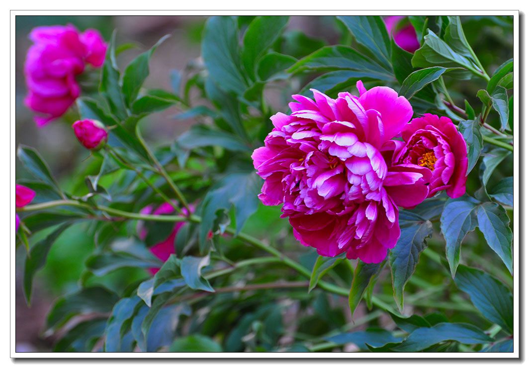 DSC_0958.jpg