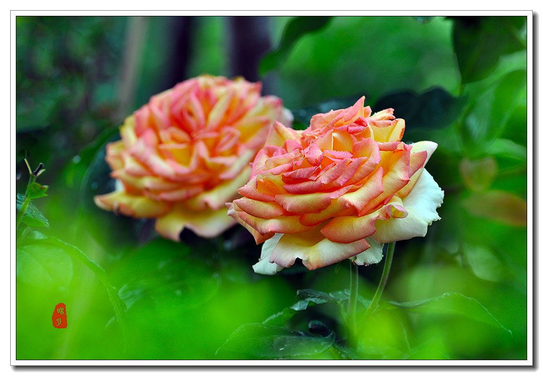 DSC_0317.jpg