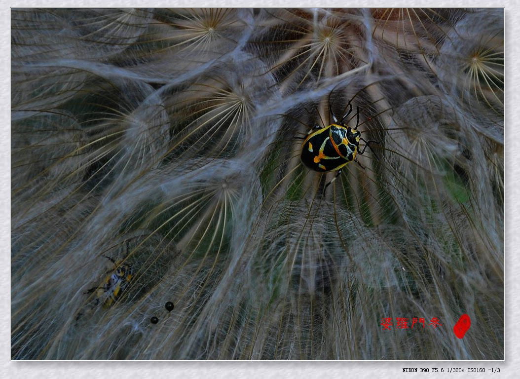 DSC_0602.jpg