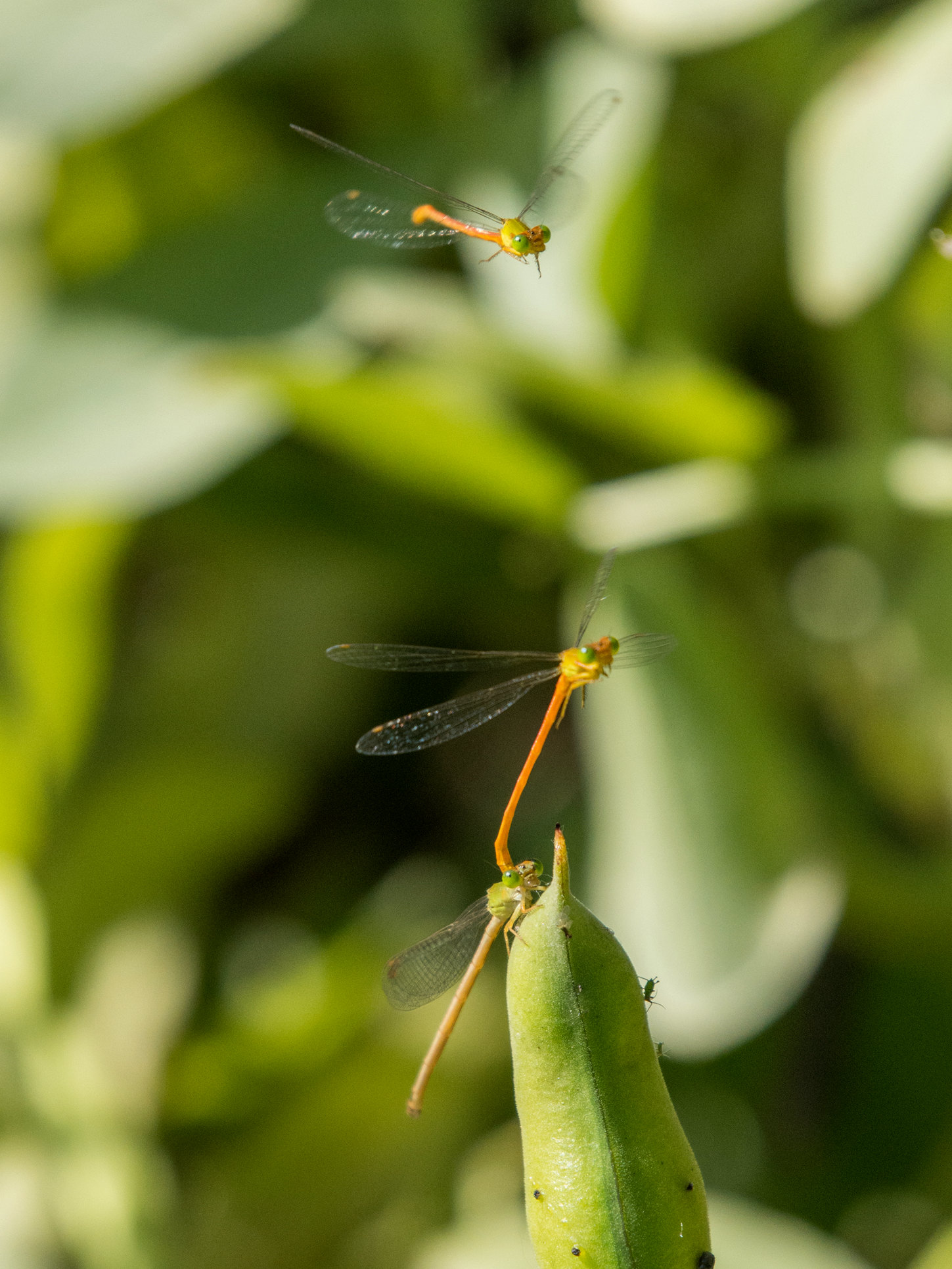 DSC_2638_����_����.jpg