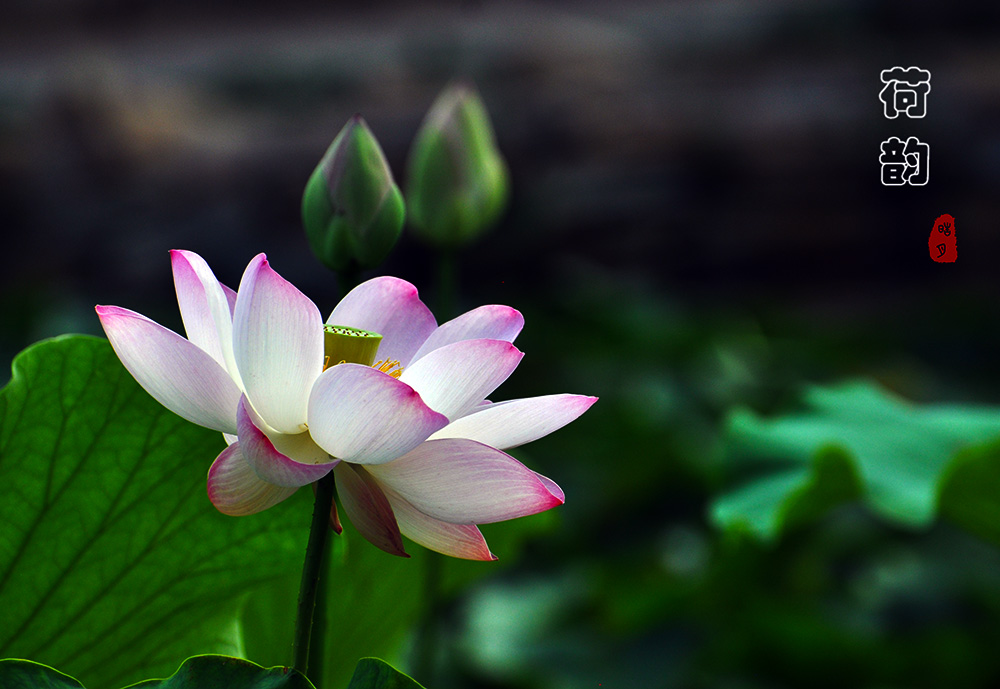 DSC_0610.jpg