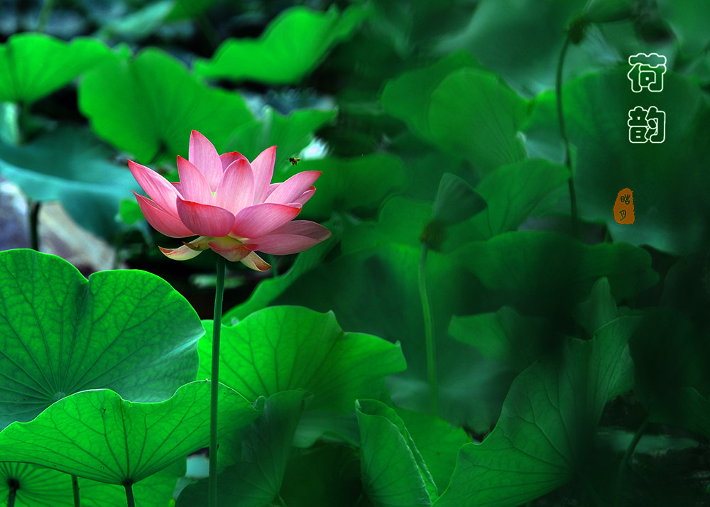DSC_0512.jpg