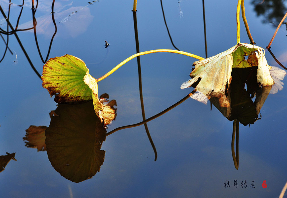 DSC_0698.jpg