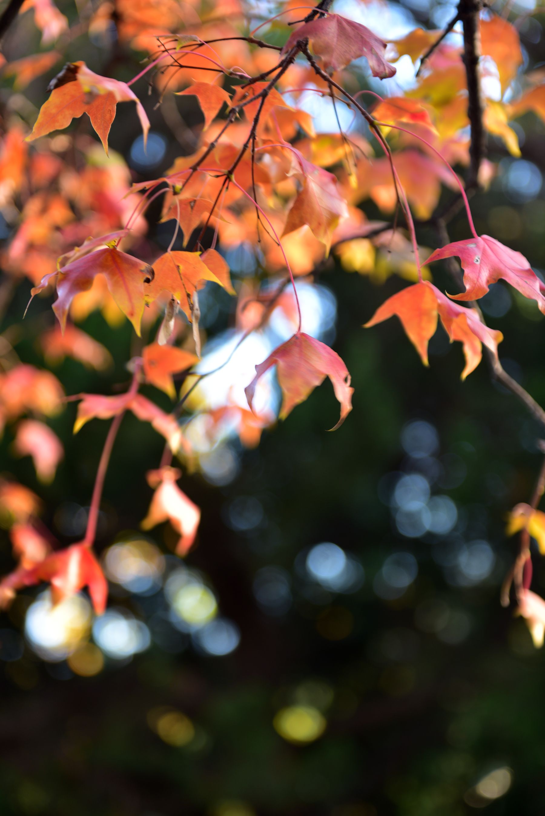 DSC_9553_.jpg