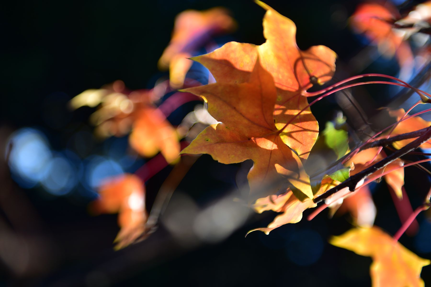 DSC_9531_.jpg