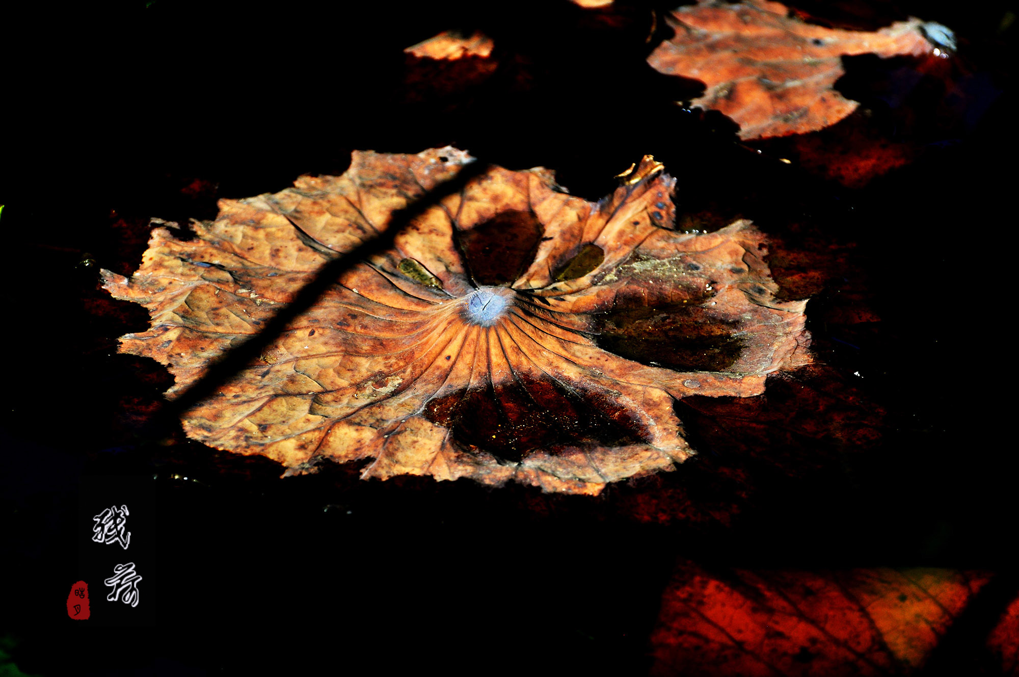 DSC_0337.jpg