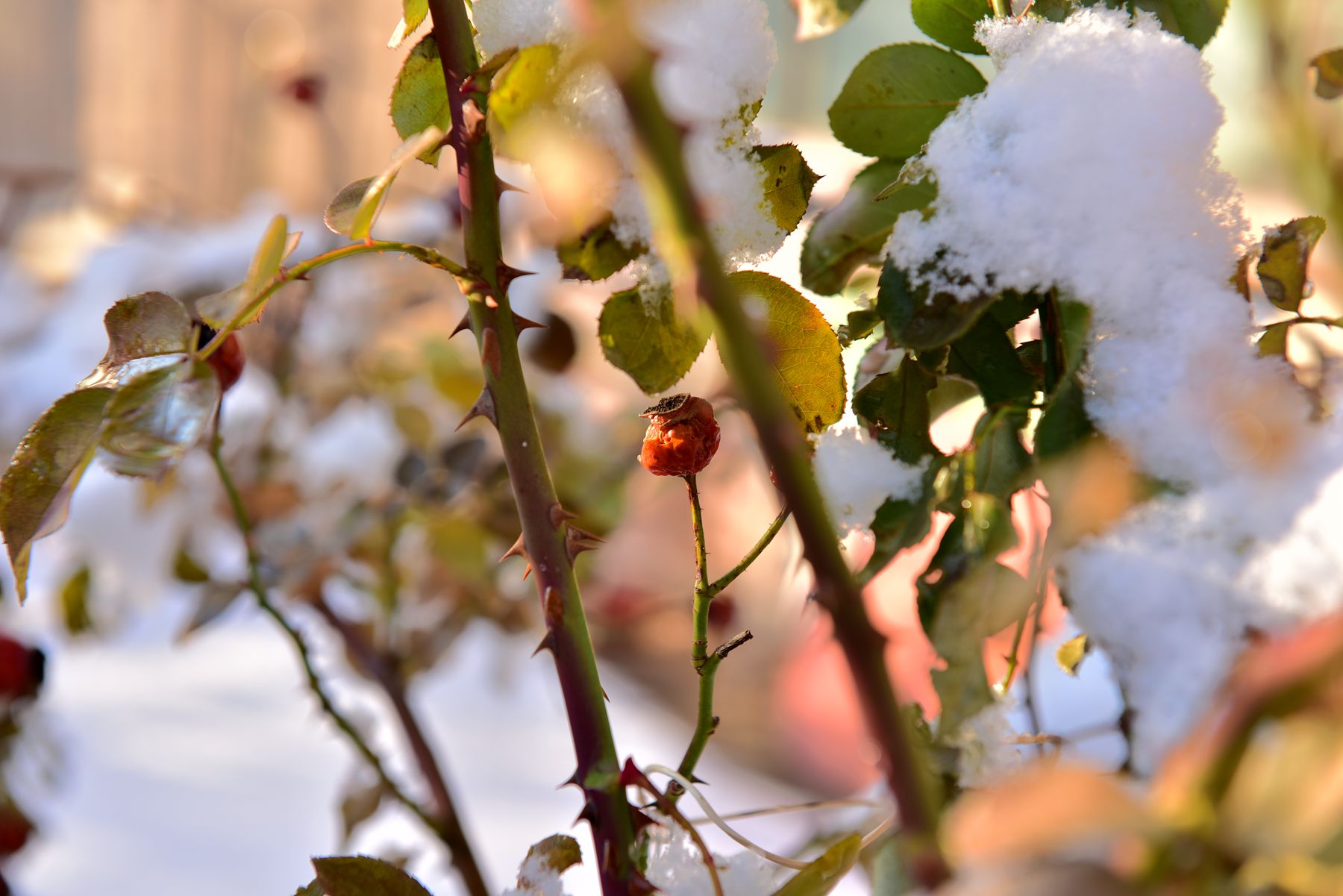 DSC_0289_.jpg