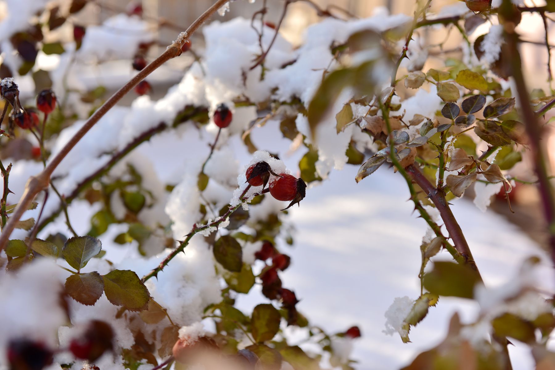 DSC_0290_.jpg