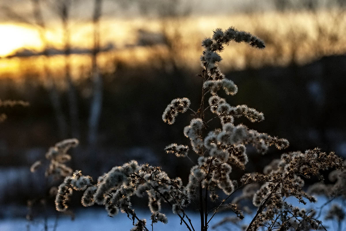 DSC_b9554.jpg