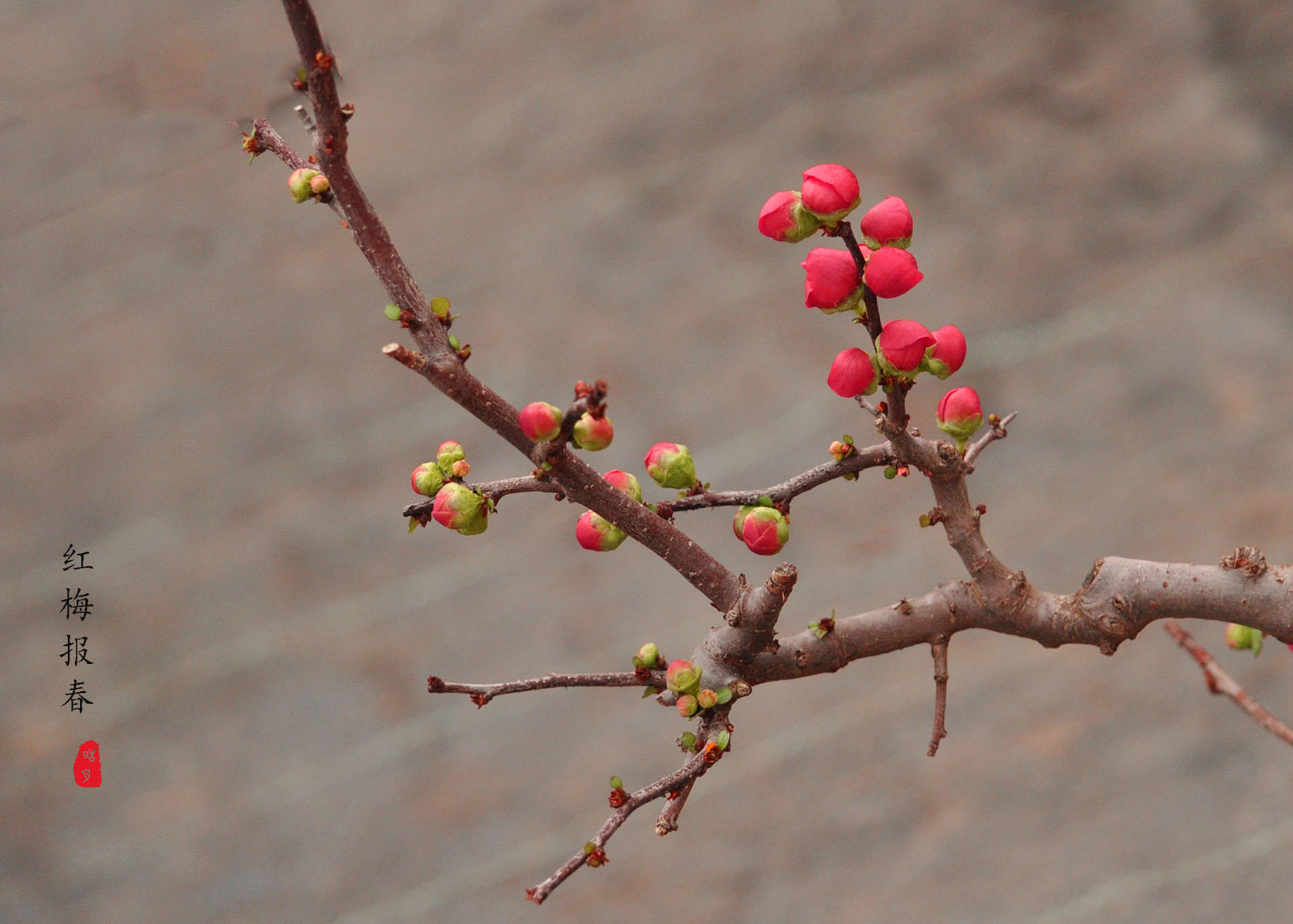 DSC_0749.jpg