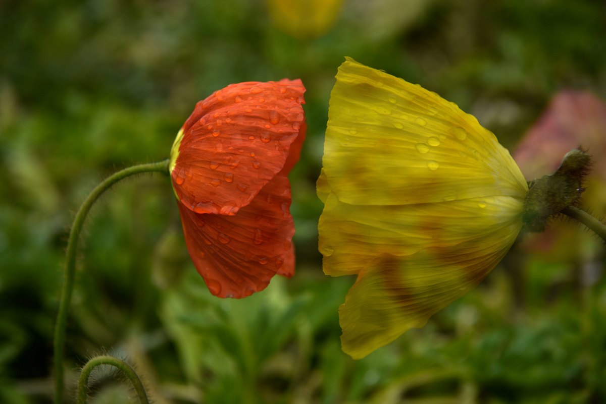 _DSC7528_.jpg
