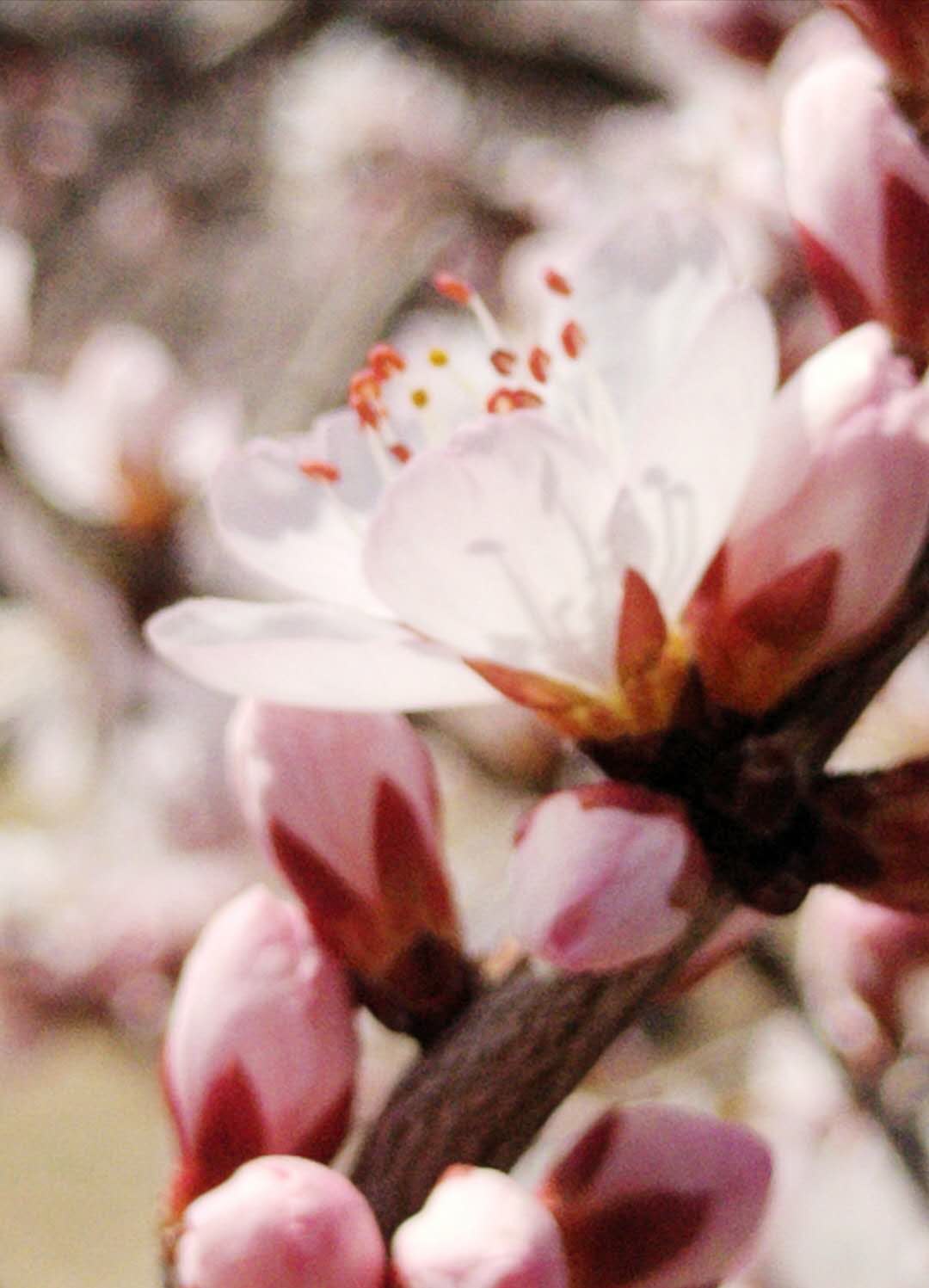 ΢��ͼƬ_20200322192612.jpg