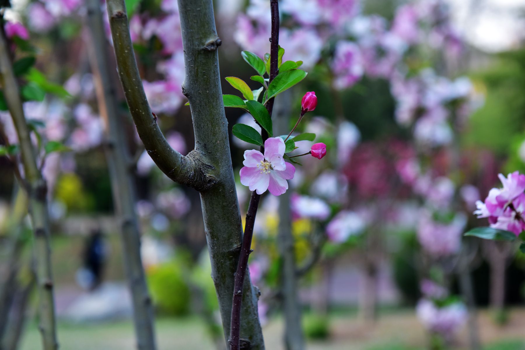 DSC_6075_.jpg