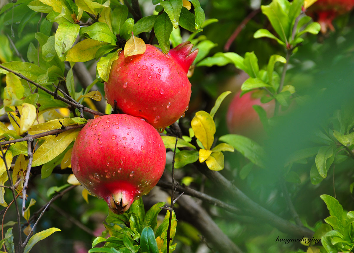 DSC_1247.jpg