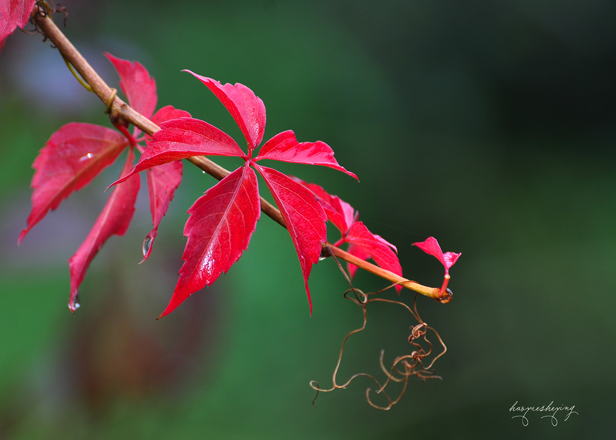 DSC_0245.jpg