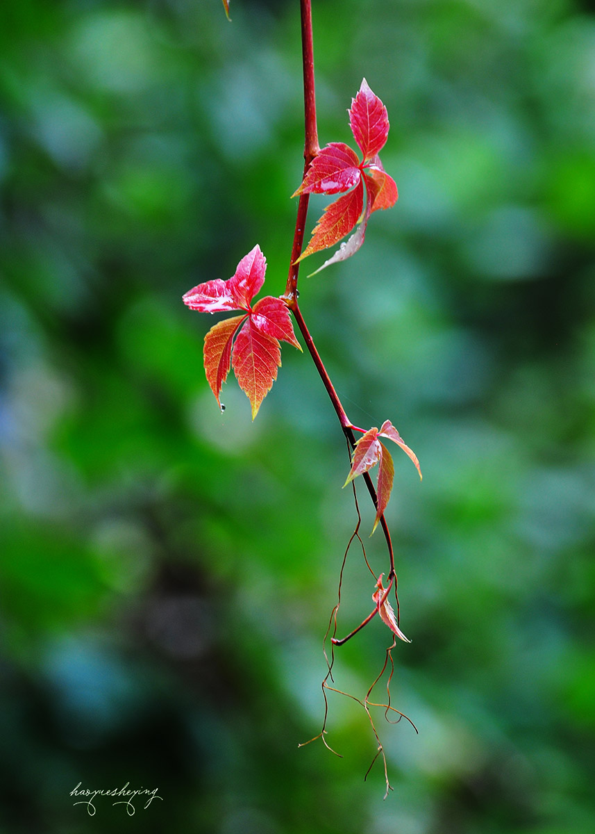 DSC_0199.jpg