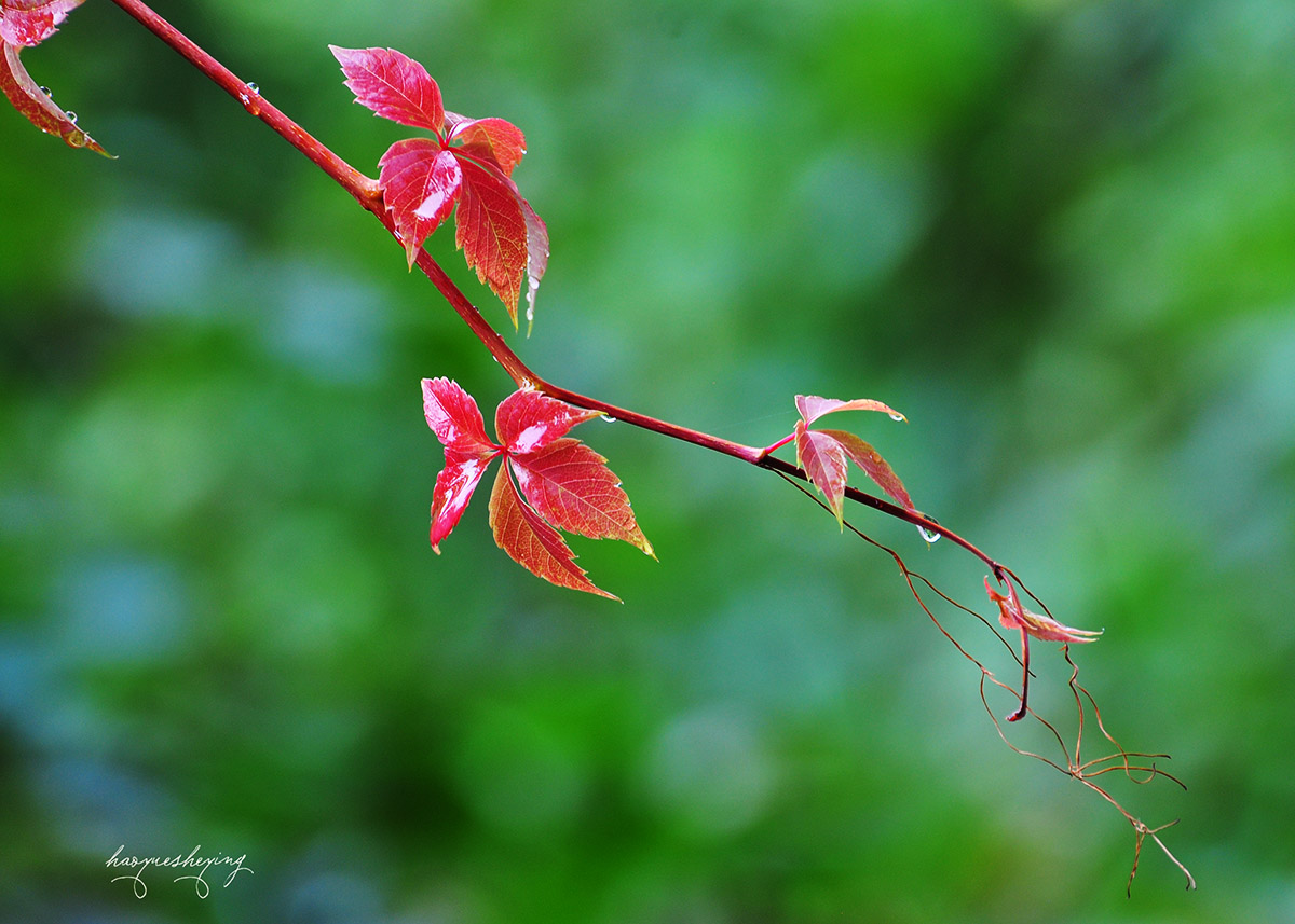 DSC_0214.jpg