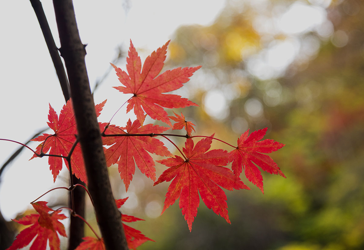 _DSC7035.jpg