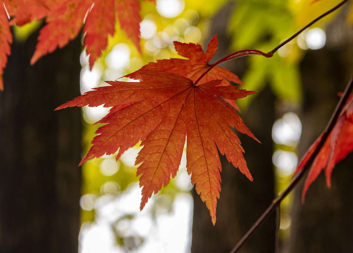 _DSC7048.jpg
