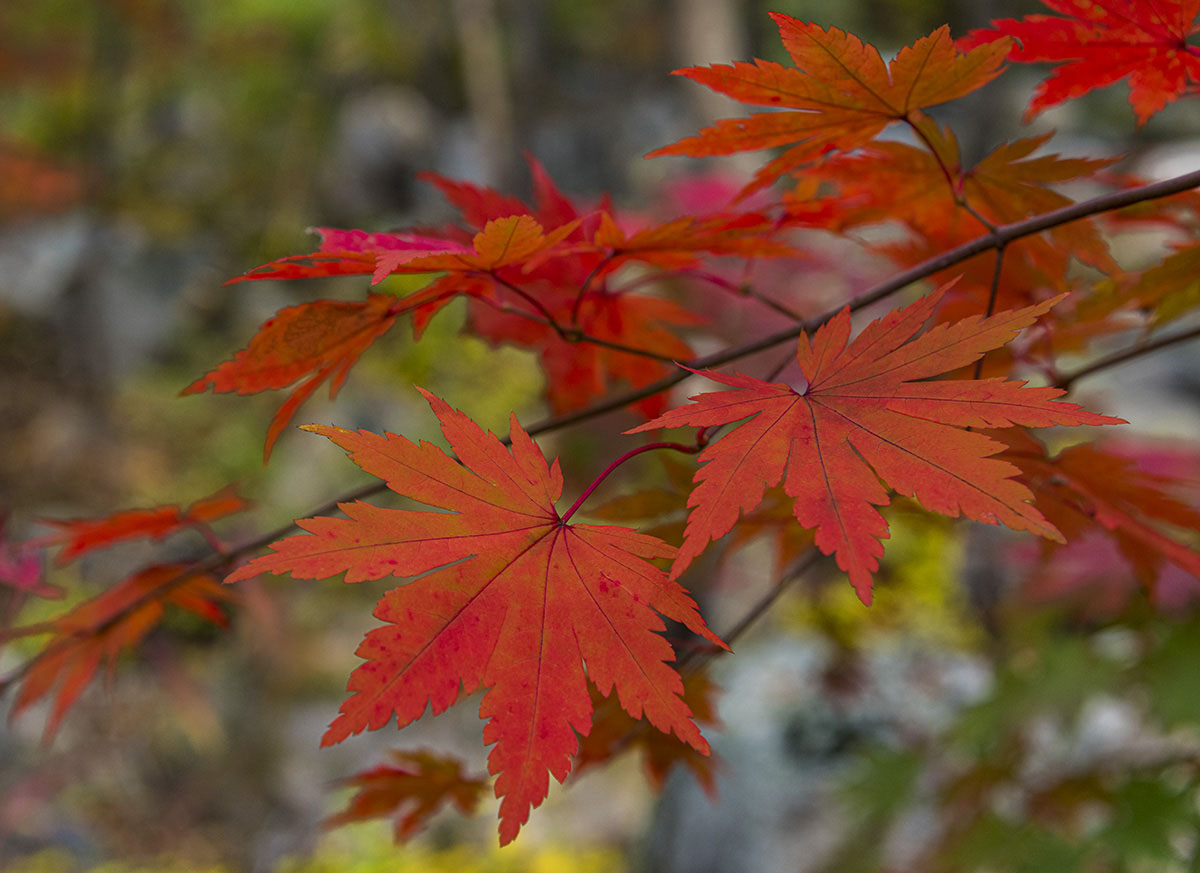 _DSC7058.jpg