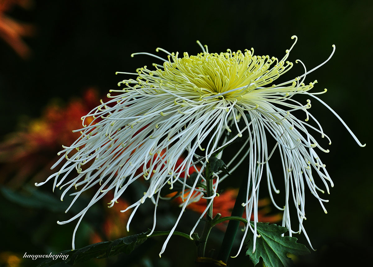 DSC_0077.jpg