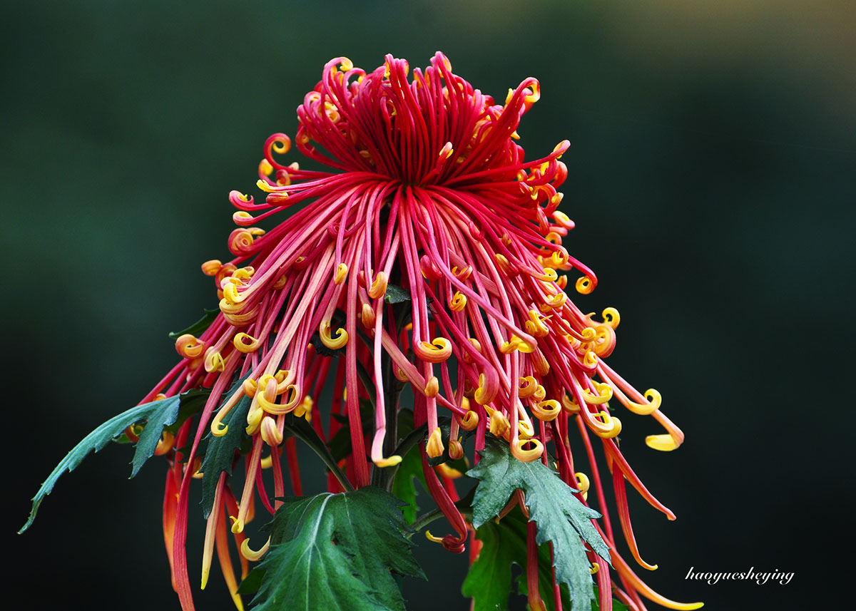 DSC_0081.jpg